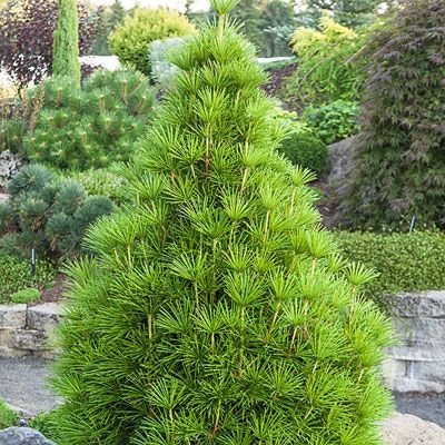 SOŚNICA JAPOŃSKA/ sośnica parasolowata, zimozielona, mrozoodporna, ogród 30-40cm