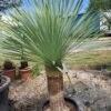 YUCCA ROSTRATA mrozoodporna XXL, zimozielona, słońce, egzotyk, ogród, taras