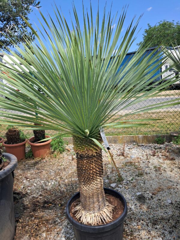 YUCCA ROSTRATA mrozoodporna XXL, zimozielona, słońce, egzotyk, ogród, taras