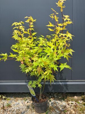 Klon palmowy Summer Gold 70-90cm