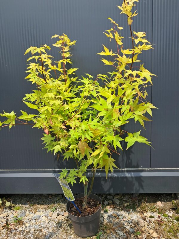 Klon palmowy Summer Gold 70-90cm