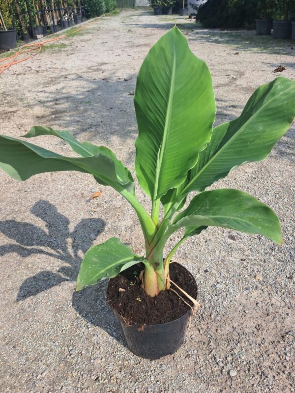 Bananowiec Lasiocarpa, karłowy, kwitnący, ogród, donica