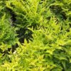 Nandina Lemon Lime 30-40cm zimozielona