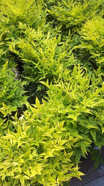 Nandina Lemon Lime 30-40cm zimozielona