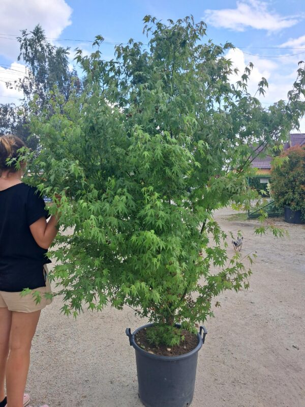 Klon palmowy Katsura, soliter, ogród japoński WIELKI OKAZ 160-200cm