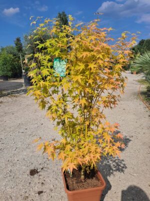 Klon palmowy 'Bi hoo' 110-130cm, ogród japoński, żółta kora