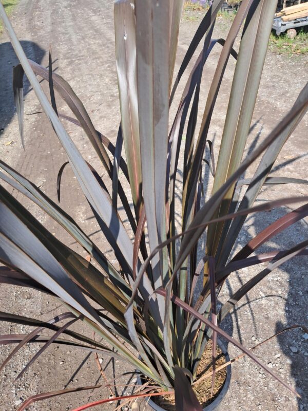 Len nowozelandzki DUŻY 120-140cm