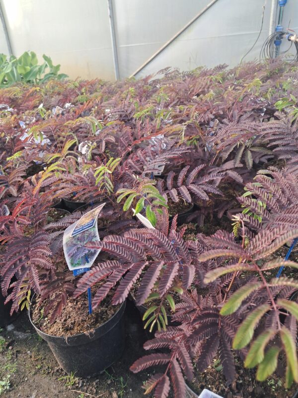 Albicja czekoladowa 'Summer chocolate'