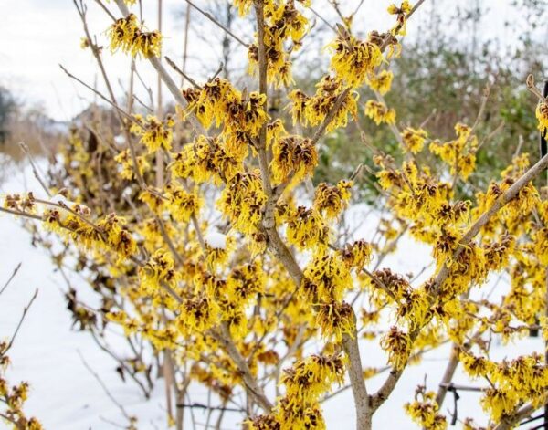 Oczar 'Pallida' kwitnący styczeń-marzec, żółte kwiaty, 120cm