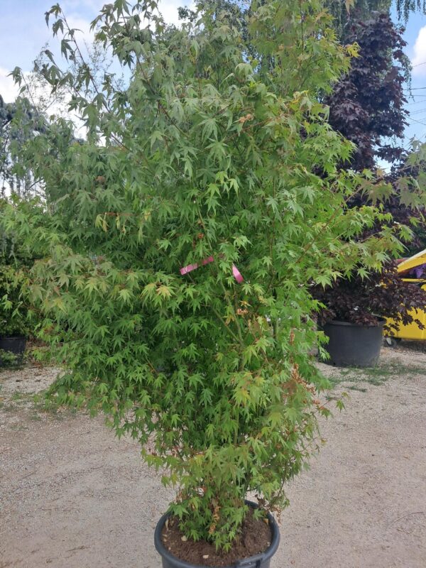 Klon palmowy Katsura, soliter, ogród japoński WIELKI OKAZ 160-200cm