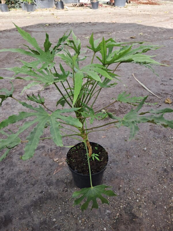 Fatsia japońska 'Green Fingers' do domu, ogrodu
