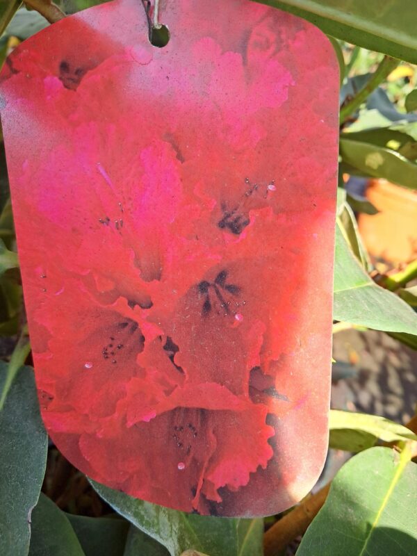 Rododendron/różanecznik 'Red Jack' zimozielony