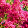 Lagerstroemia indyjska czerwona/różowa duży krzak, 'Bez Południa'
