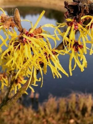 Oczar 'Pallida' kwitnący styczeń-marzec, żółte kwiaty, 120cm