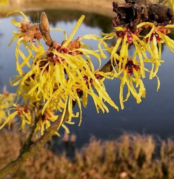 Oczar 'Pallida' kwitnący styczeń-marzec, żółte kwiaty, 120cm