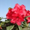 Rododendron/różanecznik 'Scarlet Wonder' karłowaty, niski