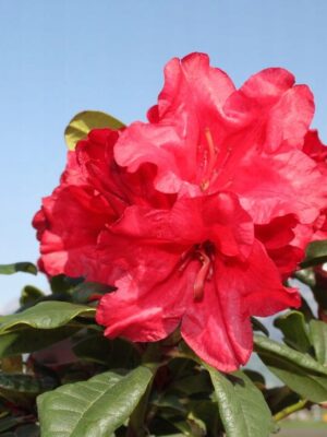 Rododendron/różanecznik 'Scarlet Wonder' karłowaty, niski