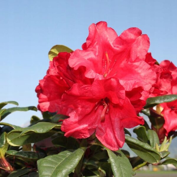 Rododendron/różanecznik 'Scarlet Wonder' karłowaty, niski