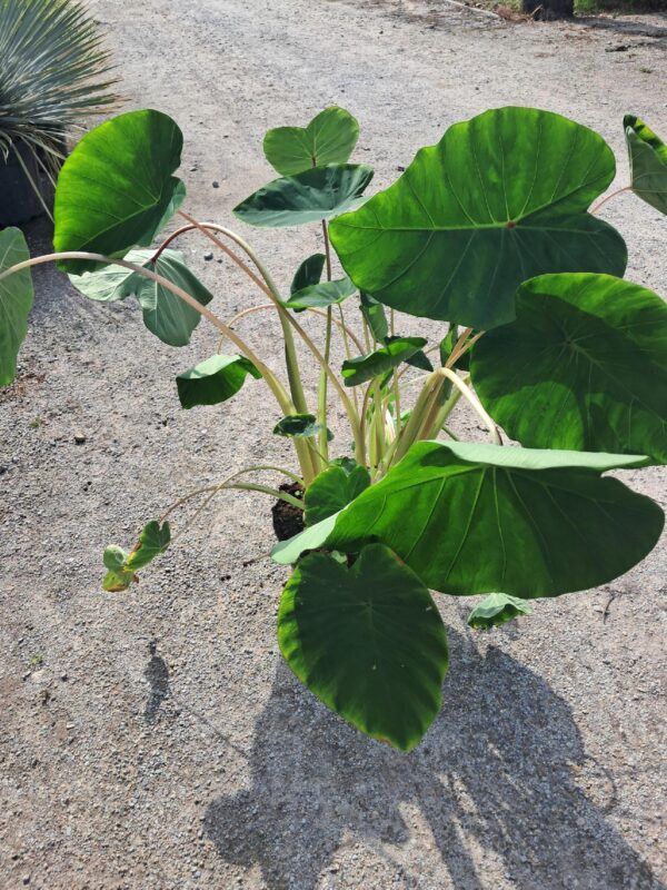 Kolokazja Pink China, duża sadzonka, egzotyk, szybkorosnąca roślina