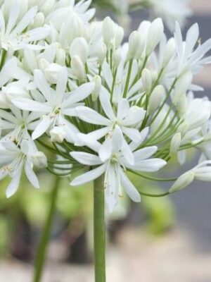 Agapanthus afrykański 'Albus' biały