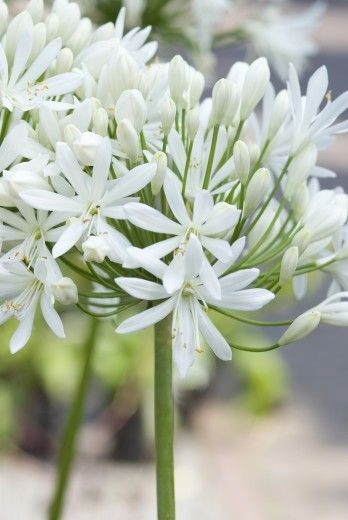 Agapanthus afrykański 'Albus' biały