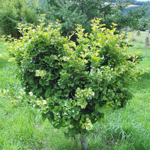 Miłorząb dwuklapowy karłowy 'Mariken' na pniu