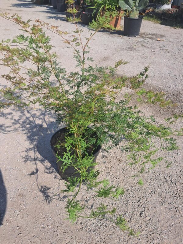 Klon palmowy 'Emerald Lace' wys.50cm, szer.120cm, rozłożysty