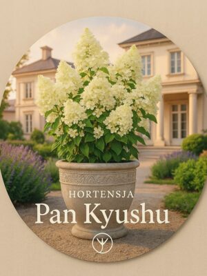 Hortensja bukietowa PAN KYUSHU donica C5