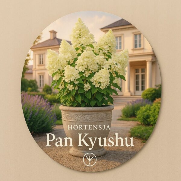 Hortensja bukietowa PAN KYUSHU donica C5