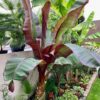 Bananowiec Ensete Maurelli, czerwone liście, szybkorosnący