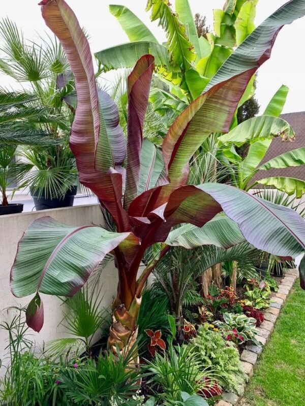 Bananowiec Ensete Maurelli, czerwone liście, szybkorosnący