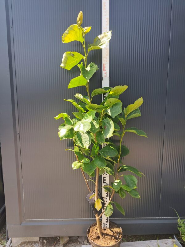 Magnolia Yellow River kremowo-żółte kwiaty, mrozoodporna, duża sadzonka