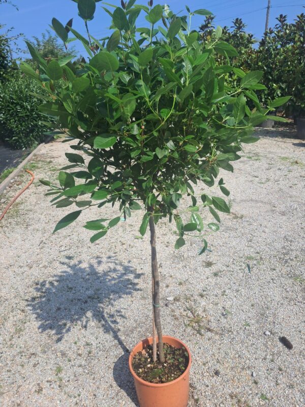 Kalina wawrzynowata 'Viburnum Tinus' zimozielona kwitnąca 2 razy