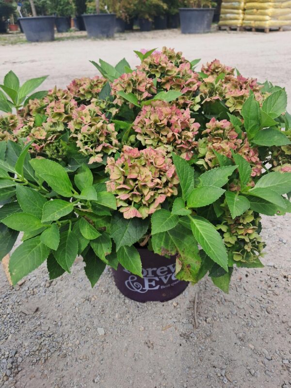 Hortensja ogrodowa Forever & Ever Hortbux RÓŻOWA, KARŁOWATA, KOMPAKTOWA