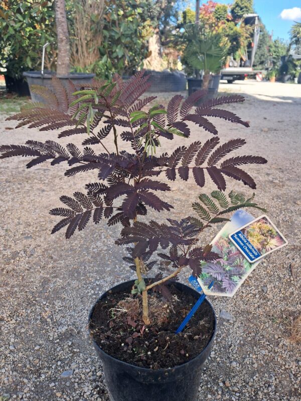 Albicja czekoladowa 'Summer chocolate'