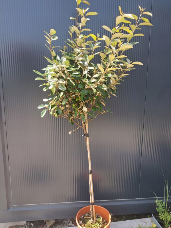 Oliwnik Ebbinge'a zimozielony krzew na pniu, mrozoodporny