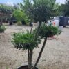 OLIWKA europejska BONSAI 130CM, egzotyk, donica, taras, zimozielona