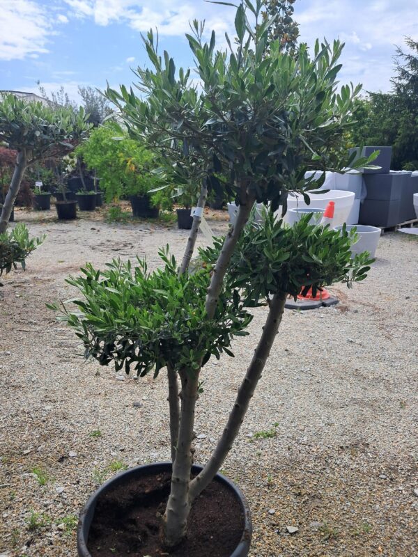OLIWKA europejska BONSAI 130CM, egzotyk, donica, taras, zimozielona