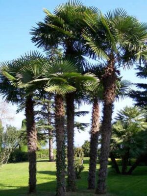 Palma Trachycarpus Fortunei, najlepsza do uprawy w polskich warunkach