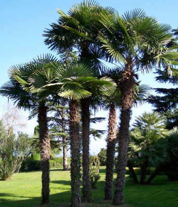 Palma Trachycarpus Fortunei, najlepsza do uprawy w polskich warunkach