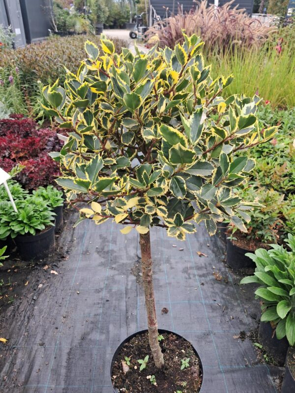 Ostrokrzew żółto-zielony, zimozielony na pniu, ogród, donica