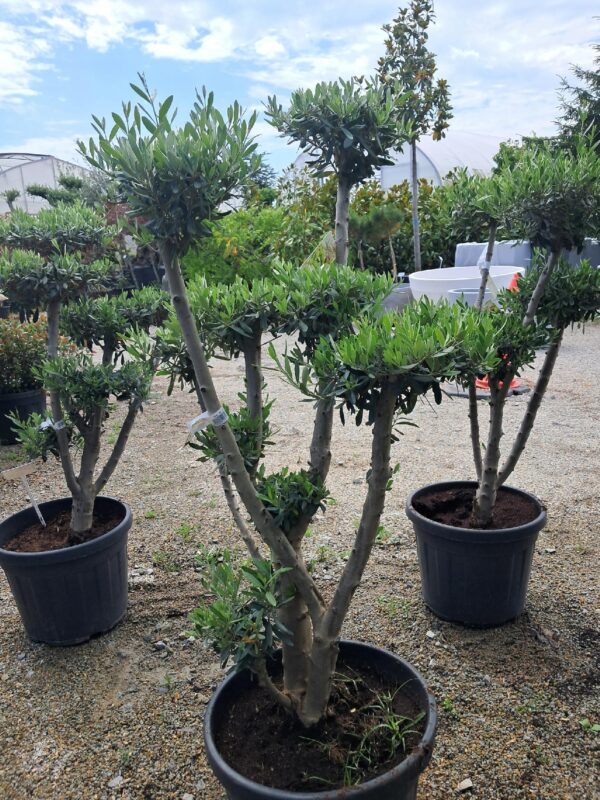 OLIWKA europejska BONSAI 130CM, egzotyk, donica, taras, zimozielona
