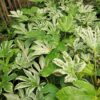 Fatsia Spider 50-60cm
