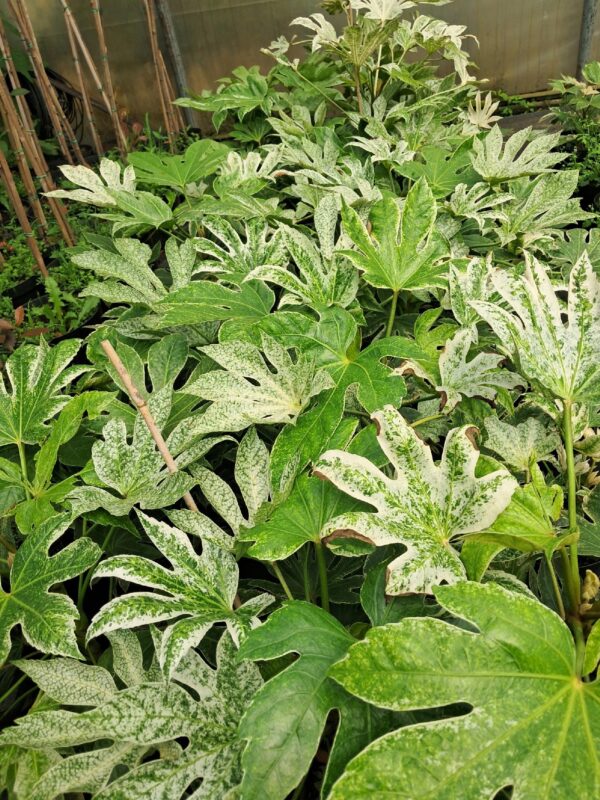 Fatsia Spider 50-60cm
