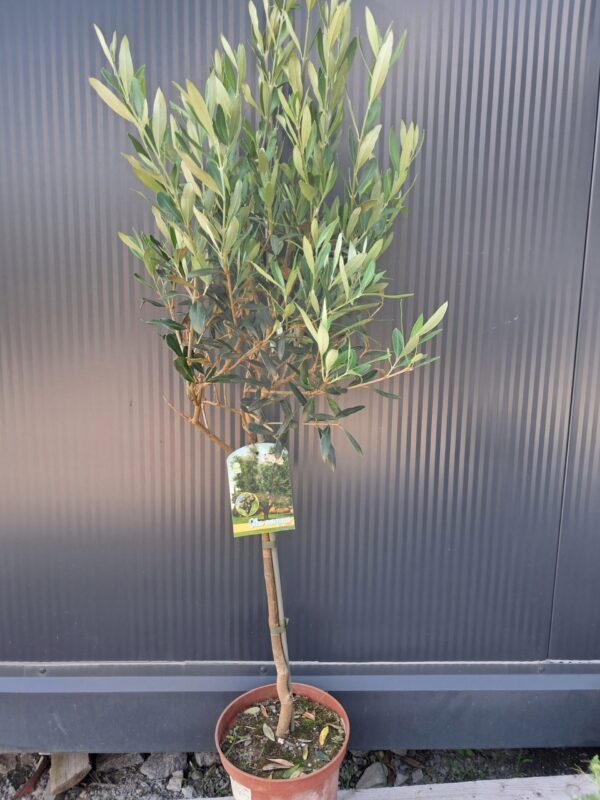 Oliwka europejska, egzotyk, roślina zimozielona, 90-110cm
