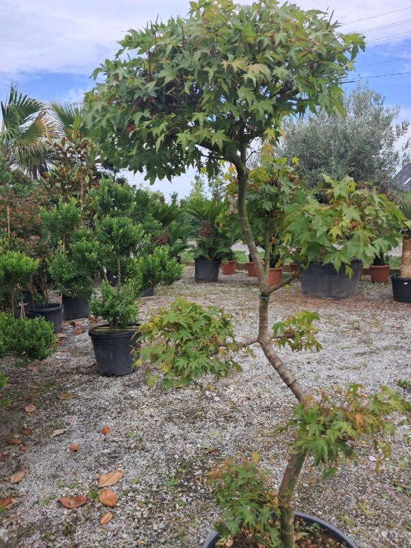 Klon palmowy katsura formowany na bonsai wysokość 140-150cm