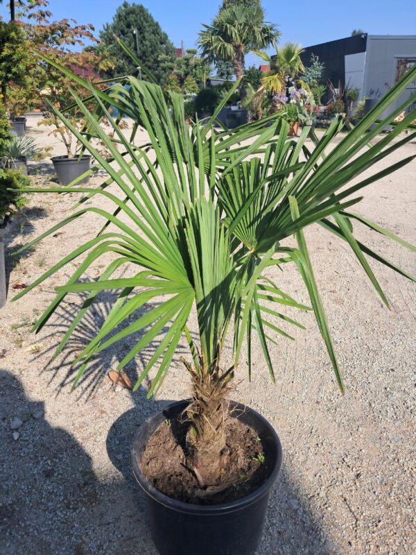 Palma Trachycarpus Fortunei, najlepsza do uprawy w polskich warunkach