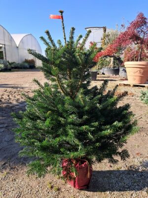 Jodła Kaukaska w donicy, ukorzeniona, żywa choinka świąteczna 125-150cm