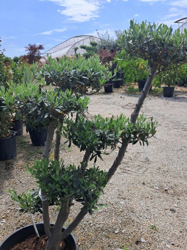 OLIWKA europejska BONSAI 130CM, egzotyk, donica, taras, zimozielona