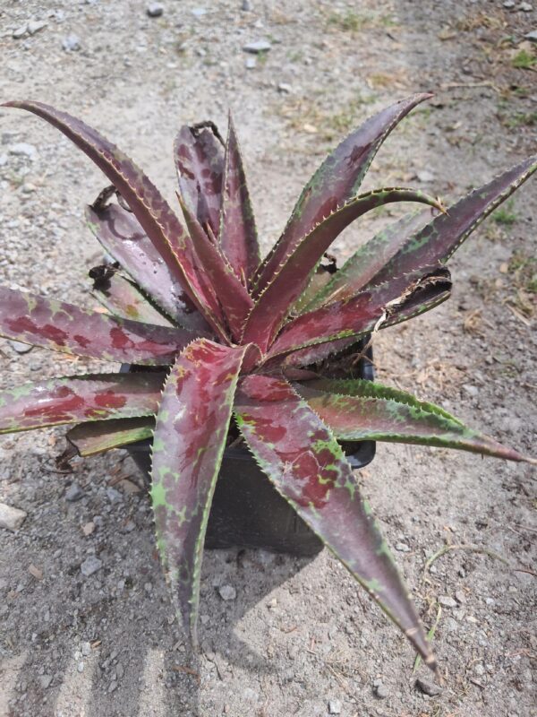 AGAWA wieloletnia sukulent, zimozielona, egzotyk, donica 10-15cm